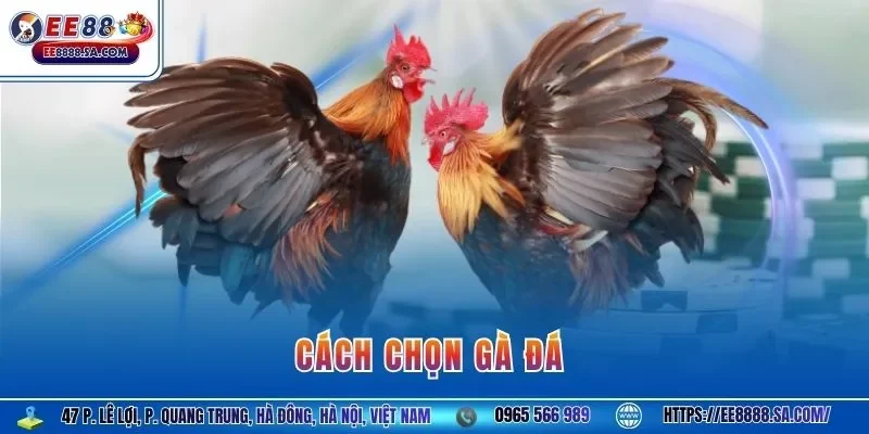 Cách chọn gà đá