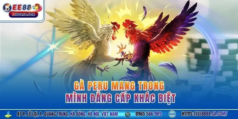 Gà Peru mang trong mình đẳng cấp khác biệt 