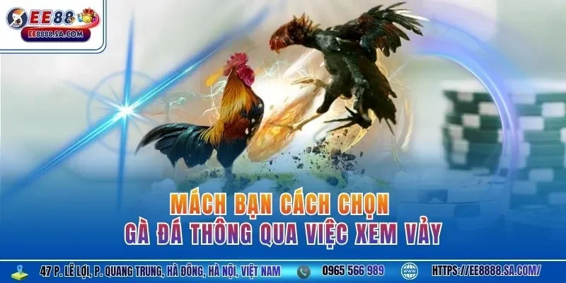 Mách bạn cách chọn gà đá thông qua việc xem vảy