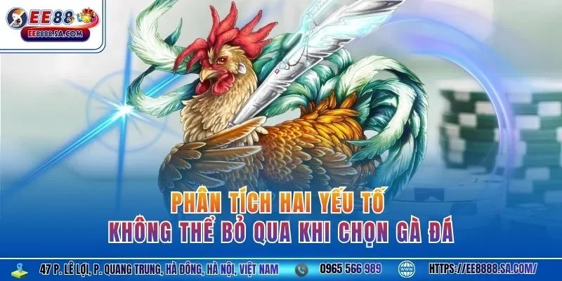 Phân tích hai yếu tố không thể bỏ qua khi chọn gà đá 